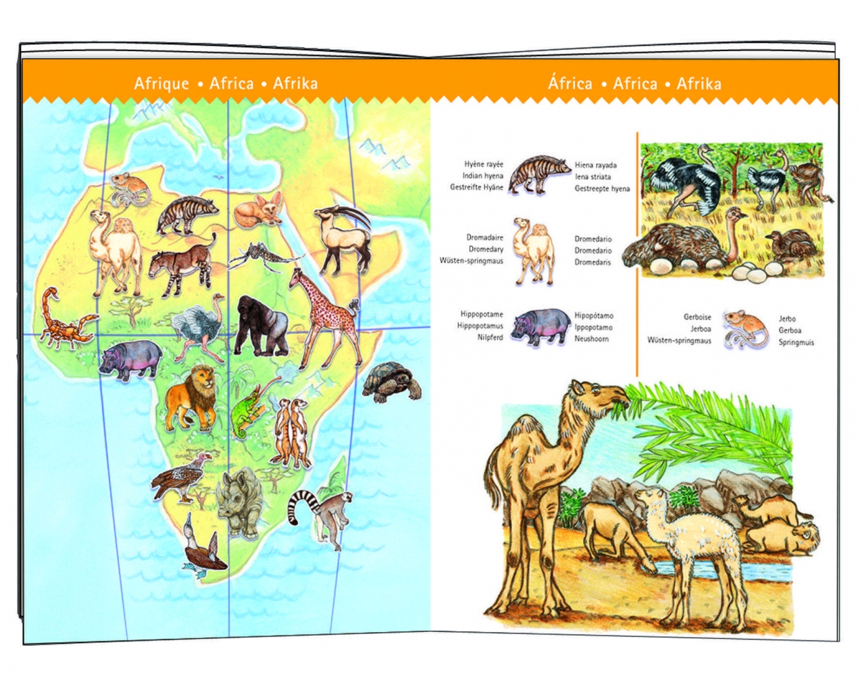 Puzzle observatie Animalele lumii, Djeco